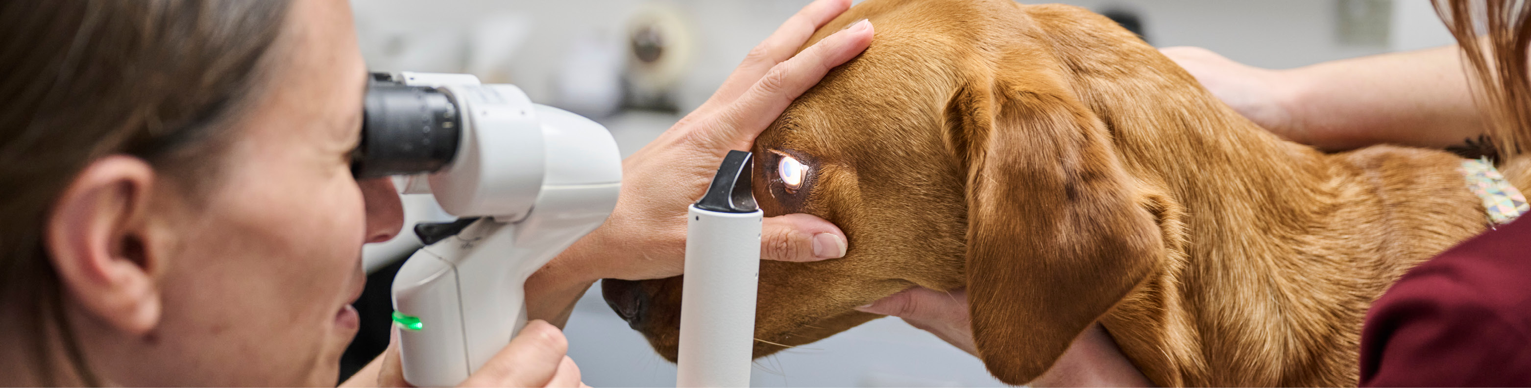 Veterinary Ophthalmology Care